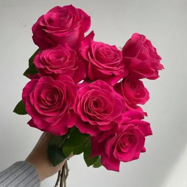 Cerise roses