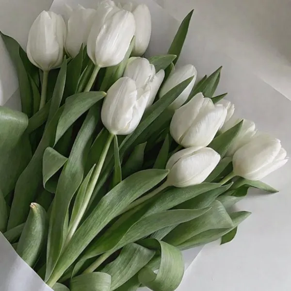 White tulips