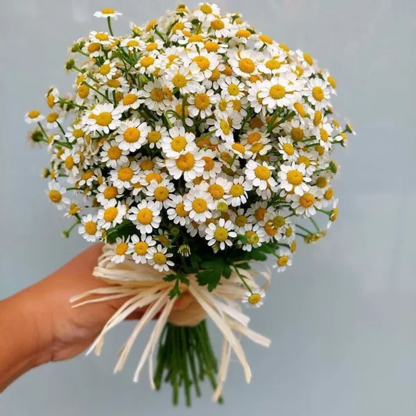 Chamomile