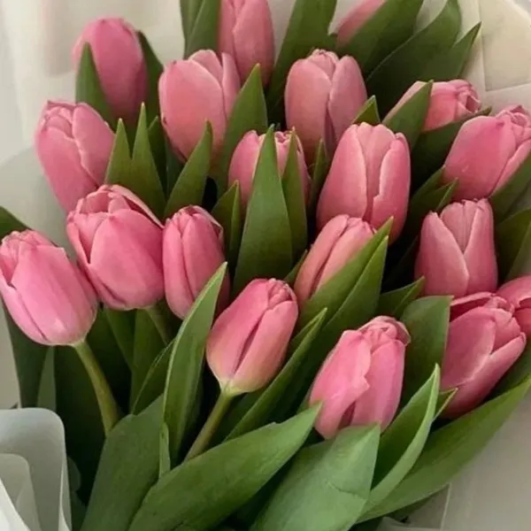 Pink tulips