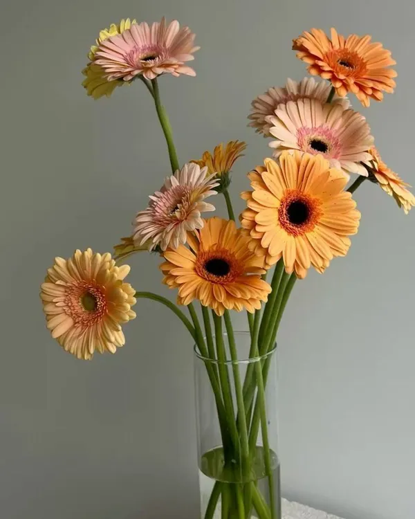 Gerberas